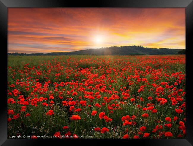 Poppy field in full bloom. Field of red poppies against the sunset sky. Framed Print by Sergey Fedoskin