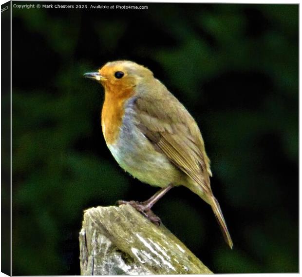 Cheerful Robin on a Wooden Post Canvas Print by Mark Chesters