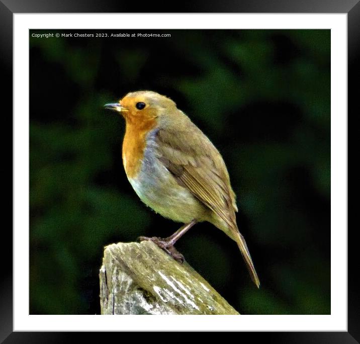 Cheerful Robin on a Wooden Post Framed Mounted Print by Mark Chesters