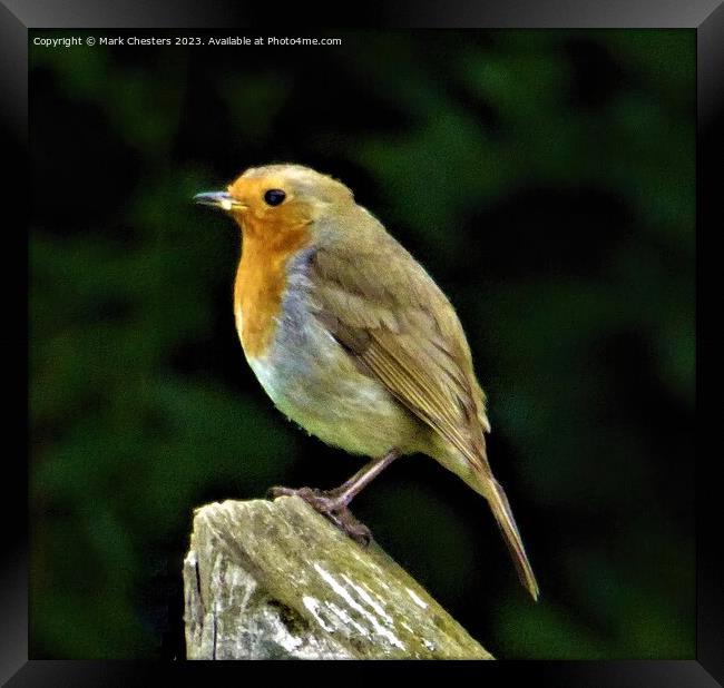 Cheerful Robin on a Wooden Post Framed Print by Mark Chesters