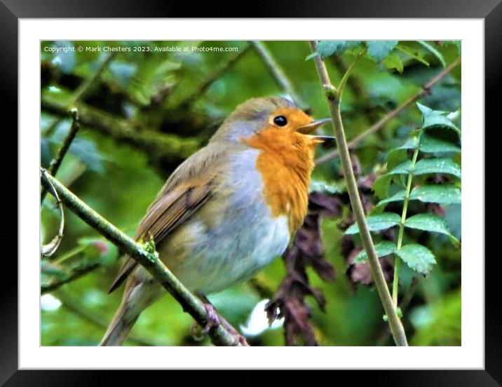 Melodic Robins Serenade Framed Mounted Print by Mark Chesters