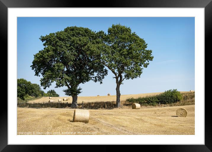 Farmland after Harvest with Hedgerow trees, Scottish Borders, Scotland Framed Mounted Print by Dave Collins