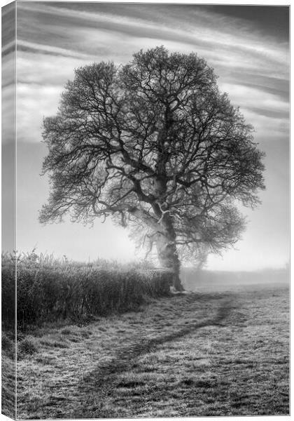 Misty Morning Oak Canvas Print by David Tinsley