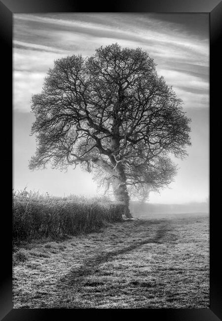 Misty Morning Oak Framed Print by David Tinsley