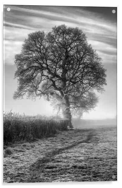 Misty Morning Oak Acrylic by David Tinsley