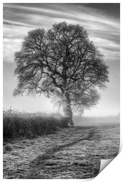 Misty Morning Oak Print by David Tinsley