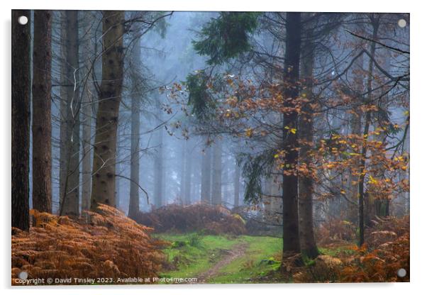 Misty Woodland Path Acrylic by David Tinsley