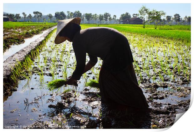 Java Indonesia female worker planting rice seedlings Asia Print by Spotmatik 