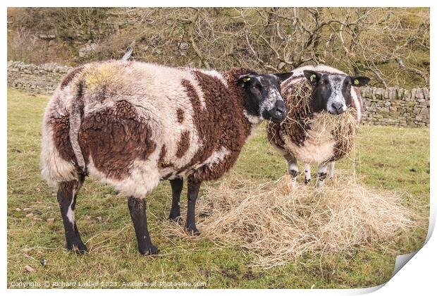 Dutch Spotted Sheep Print by Richard Laidler