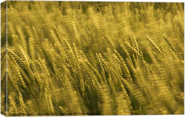 windblown wheat Canvas Print by meirion matthias