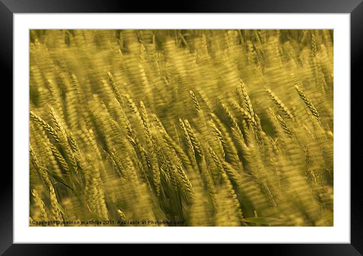 windblown wheat Framed Mounted Print by meirion matthias