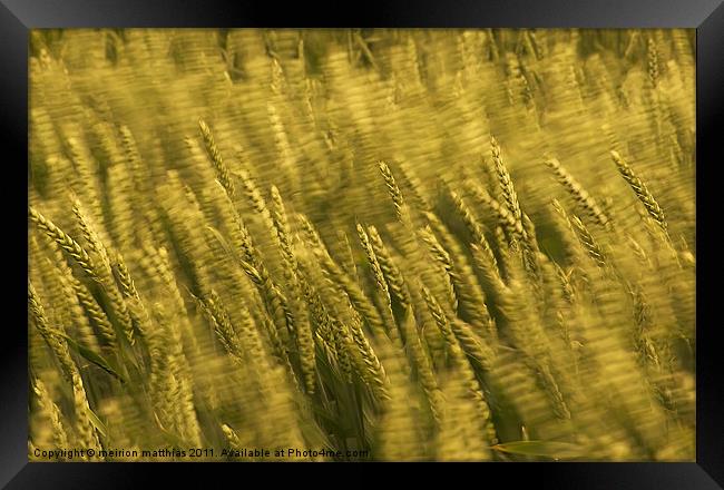 windblown wheat Framed Print by meirion matthias