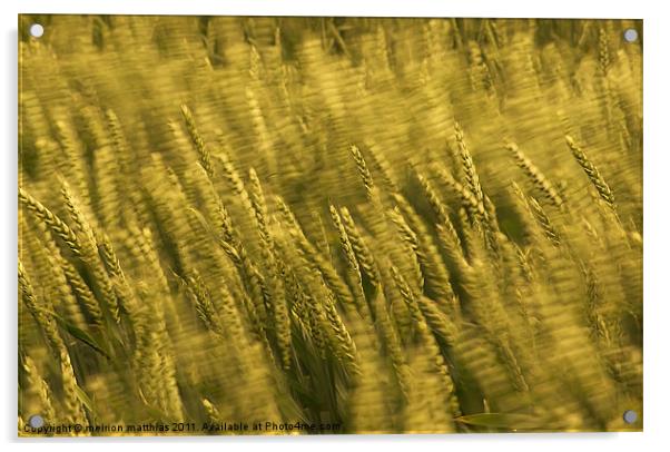 windblown wheat Acrylic by meirion matthias