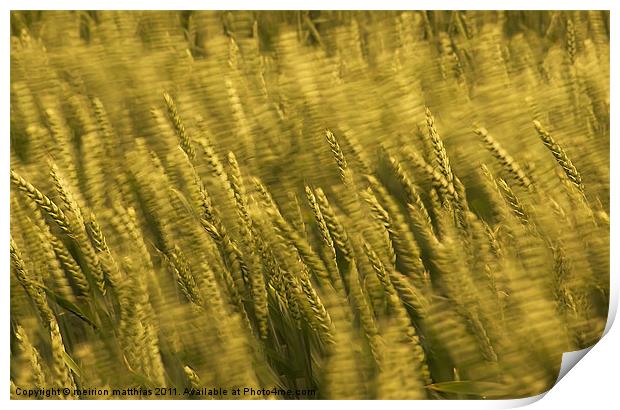 windblown wheat Print by meirion matthias