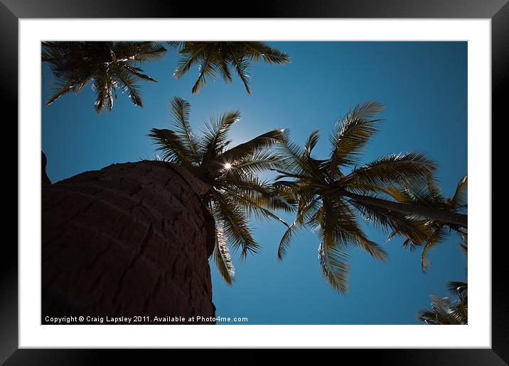 Sunshine through Palm Trees Framed Mounted Print by Craig Lapsley