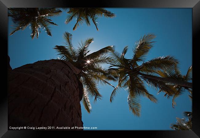 Sunshine through Palm Trees Framed Print by Craig Lapsley