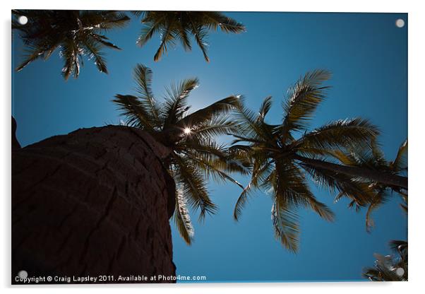 Sunshine through Palm Trees Acrylic by Craig Lapsley