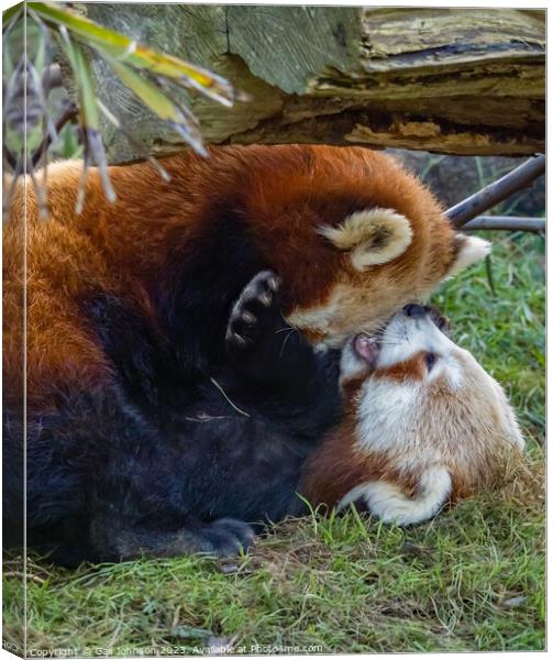 A red panda bear lying in the grass Canvas Print by Gail Johnson