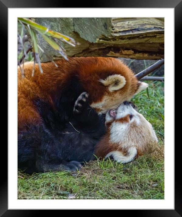 A red panda bear lying in the grass Framed Mounted Print by Gail Johnson
