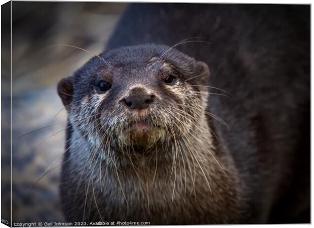 Otter Canvas Print by Gail Johnson