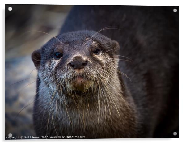 Otter Acrylic by Gail Johnson