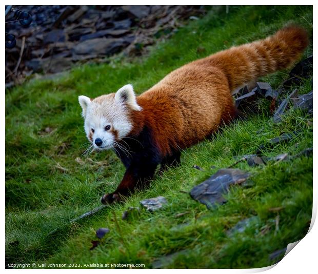 A panda bear walking across a grass covered field Print by Gail Johnson