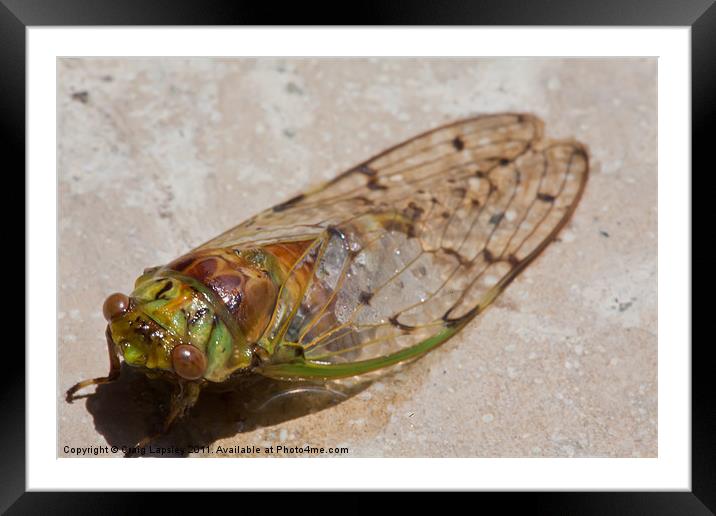 cicada drying out Framed Mounted Print by Craig Lapsley