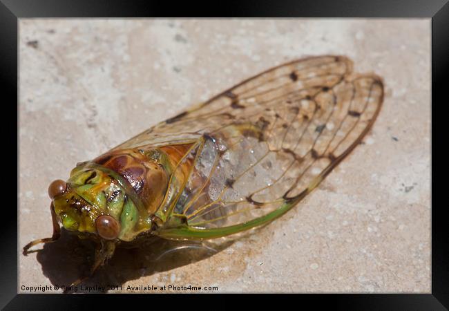 cicada drying out Framed Print by Craig Lapsley