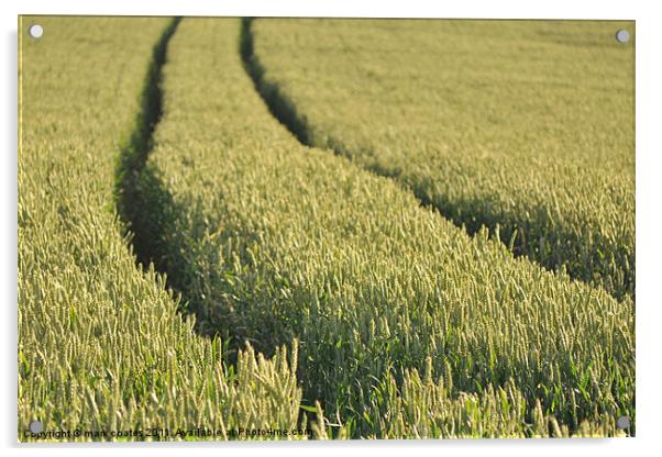 wheat field upper froyle hampshire Acrylic by mark coates