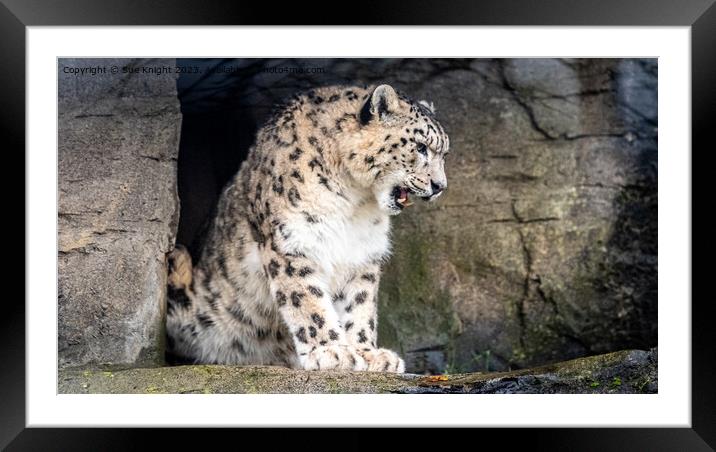 A Snow Leopard standing on a rock Framed Mounted Print by Sue Knight