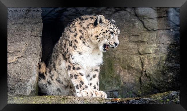 A Snow Leopard standing on a rock Framed Print by Sue Knight