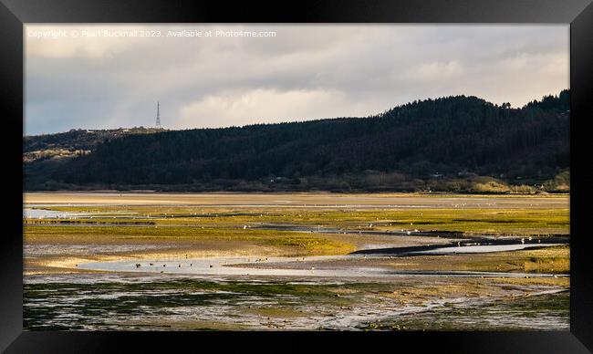 Feeding in Tide Pools Red Wharf Bay Anglesey Pano Framed Print by Pearl Bucknall