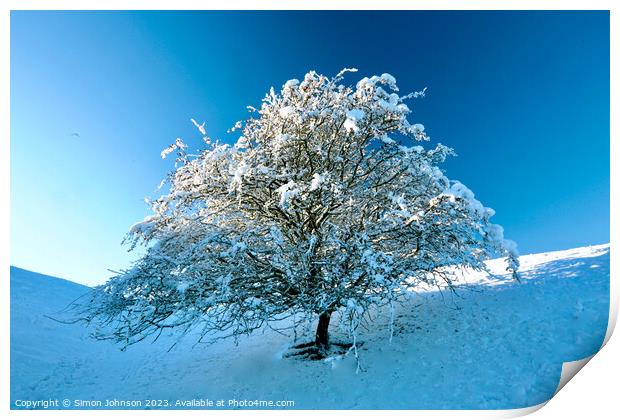 Tree with Snow  Print by Simon Johnson