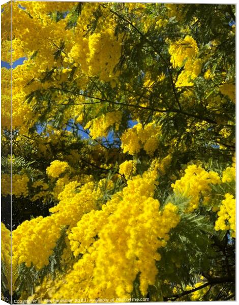 Blossoming Mimosa Canvas Print by Alix Forestier