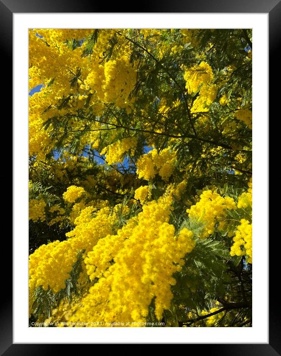 Blossoming Mimosa Framed Mounted Print by Alix Forestier