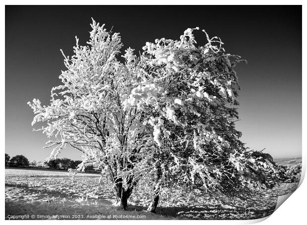 Snow clad tree  Print by Simon Johnson