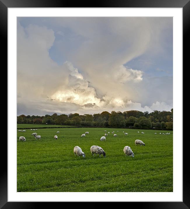 Sheep may safely graze Framed Mounted Print by Gary Eason