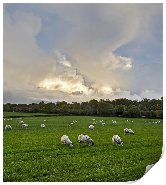 Sheep may safely graze Print by Gary Eason