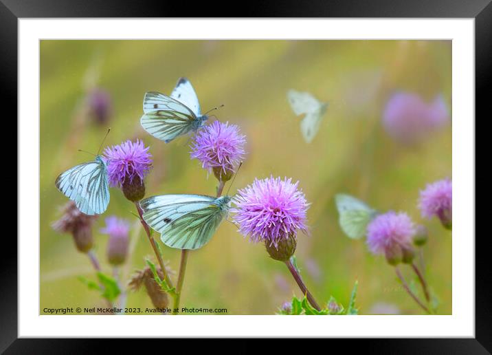 Butterflies on Thistles Framed Mounted Print by Neil McKellar
