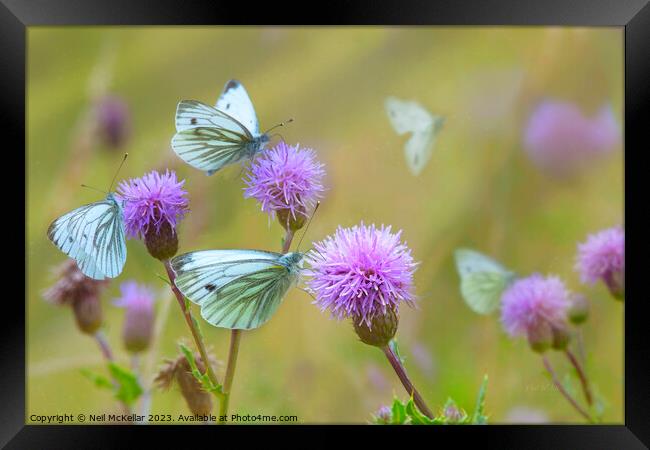 Butterflies on Thistles Framed Print by Neil McKellar