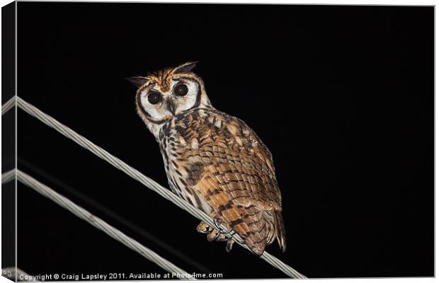 Striped owl at night Canvas Print by Craig Lapsley