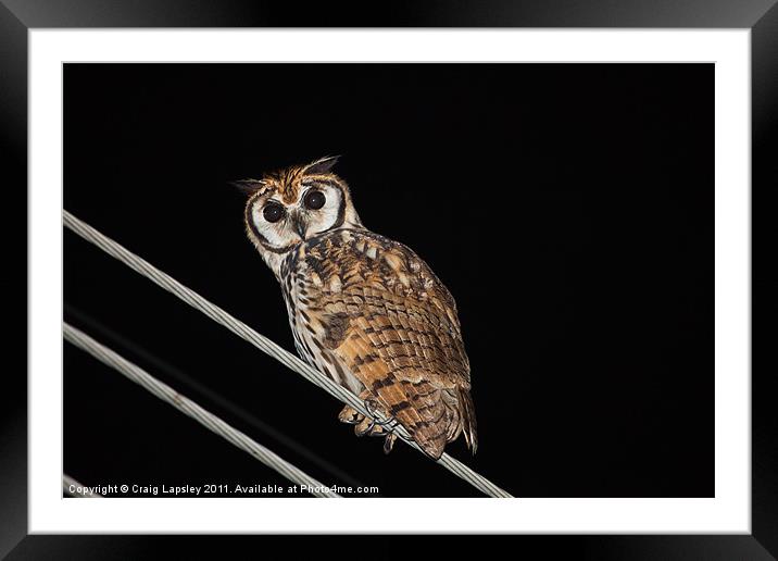Striped owl at night Framed Mounted Print by Craig Lapsley