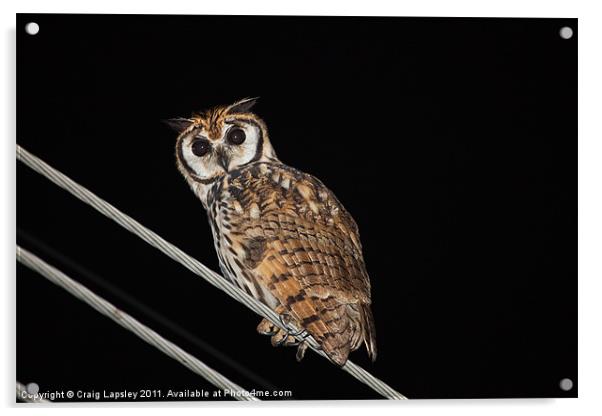 Striped owl at night Acrylic by Craig Lapsley