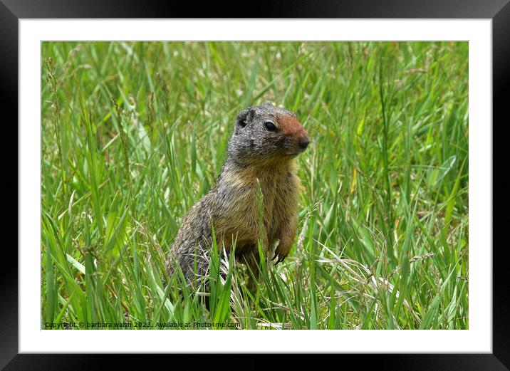 A squirrel standing on a field Framed Mounted Print by barbara walsh