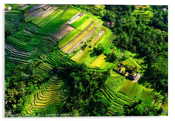 Aerial Bali Indonesia Ubud plantation rice terraces Asia Acrylic by Spotmatik 