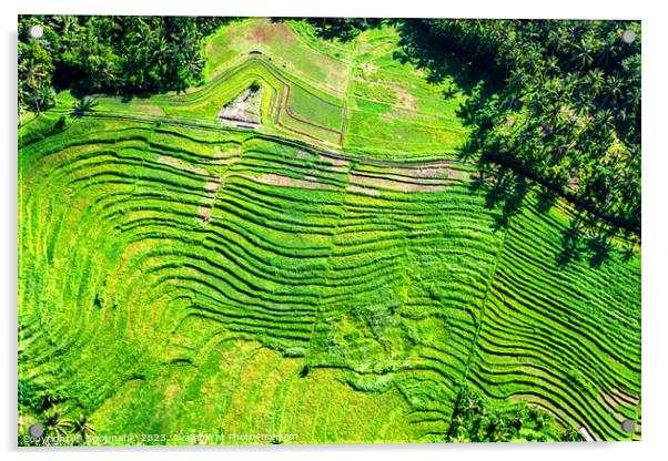 Aerial view Ubud plantation farming rice terraces Bali  Acrylic by Spotmatik 