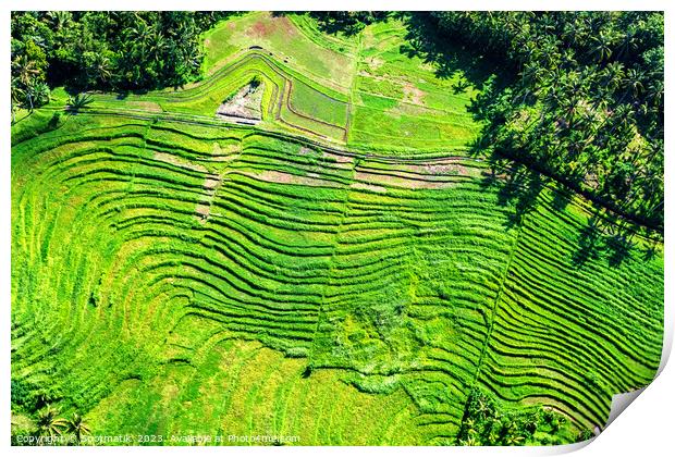Aerial view Ubud plantation farming rice terraces Bali  Print by Spotmatik 