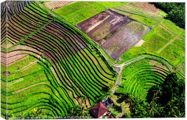 Aerial Bali plantation farming on rice terraces Indonesia Canvas Print by Spotmatik 