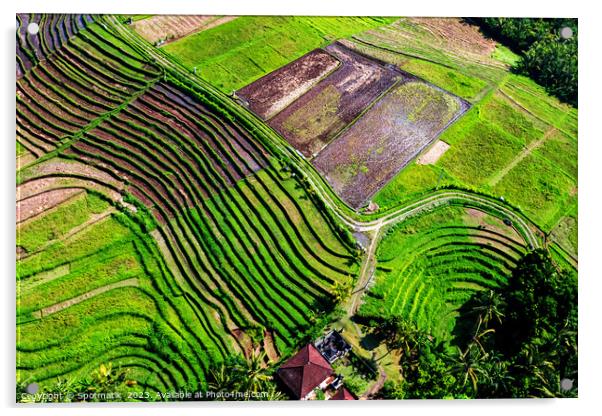 Aerial Bali plantation farming on rice terraces Indonesia Acrylic by Spotmatik 