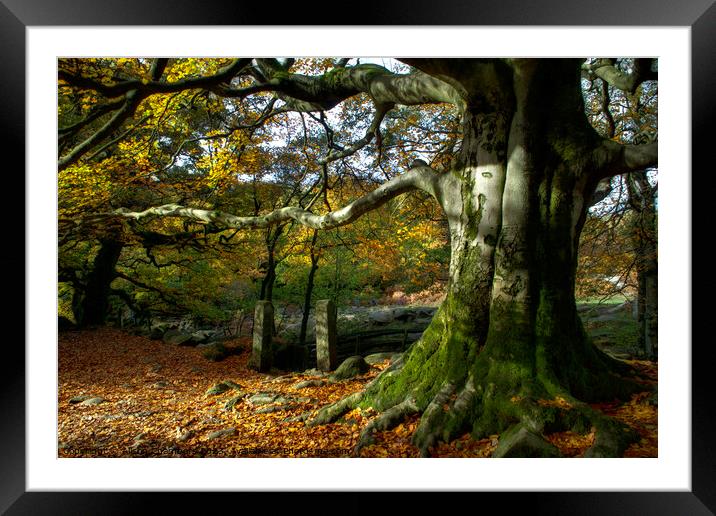 Padley Gorge Framed Mounted Print by Alison Chambers
